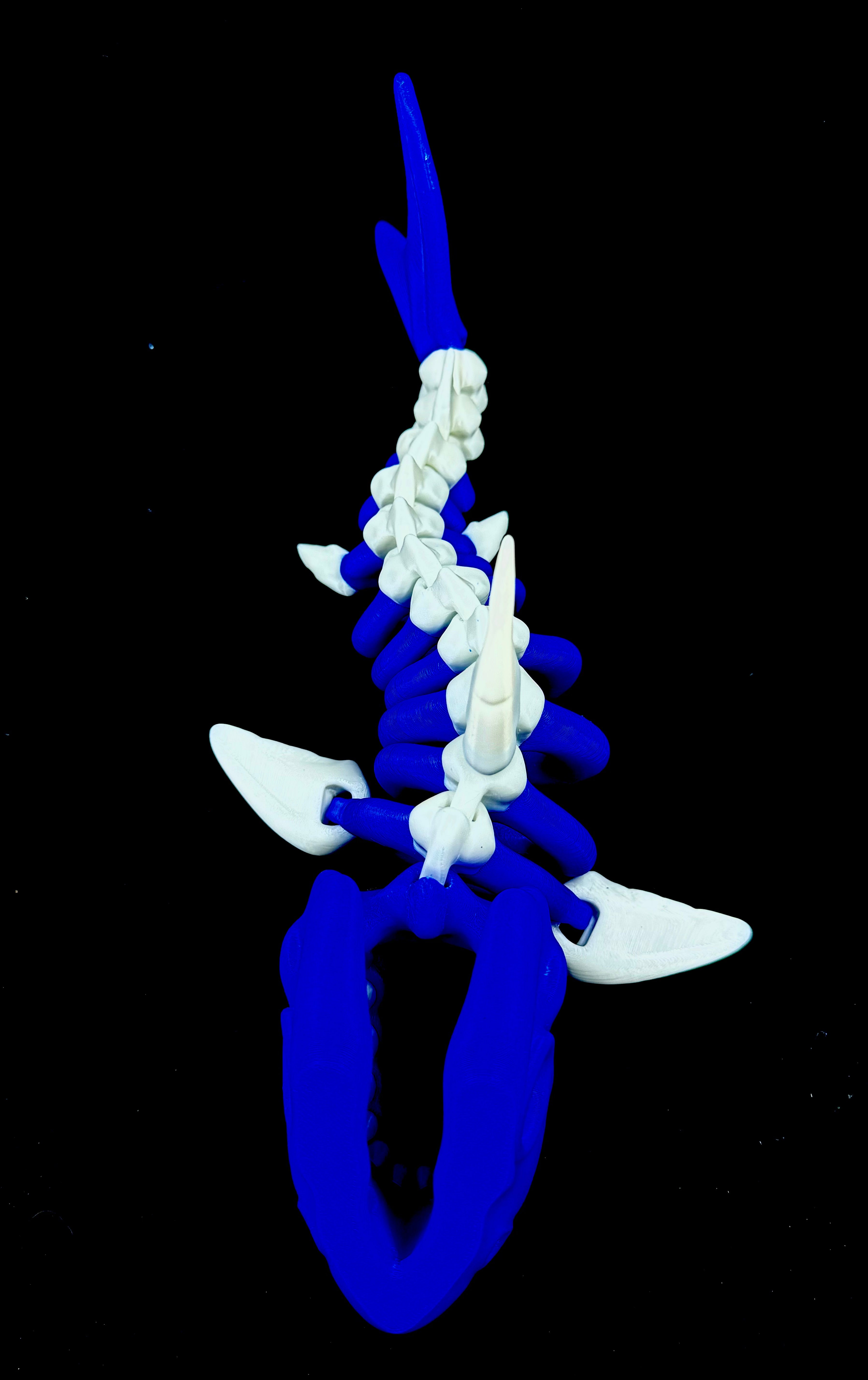 custom skeleton sharks